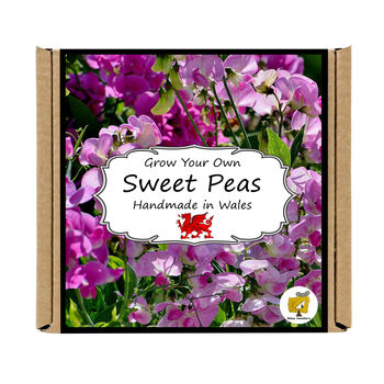 Gardening Gift. Sweet Pea Growing Kit, 4 of 4