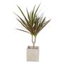 Dracaena Marginata Dragon Tree – 12cm Indoor Plant, thumbnail 3 of 8