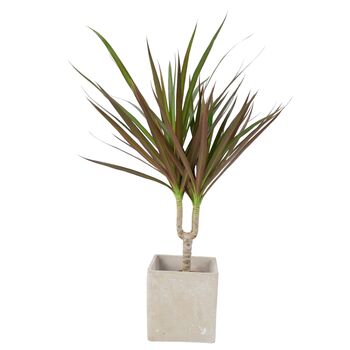 Dracaena Marginata Dragon Tree – 12cm Indoor Plant, 3 of 8