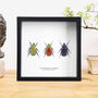 Flower Chafer Trio Handcrafted Frame, thumbnail 1 of 3