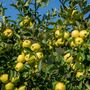 Fruit Trees Apple 'Golden Delicious' One X 10 L Pot, thumbnail 3 of 5