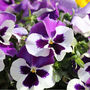 Flowers Pansy 'Cassis' 20 X Plant Pack, thumbnail 2 of 5