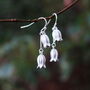 Silver Bluebell Flower Double Drop Earrings, Silver Plated, thumbnail 1 of 3