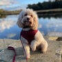Luxury Cranberry Soft Dog Harness, thumbnail 1 of 4