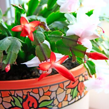 Christmas Cactus Mixed Colours One X 15cm Pot, 2 of 3