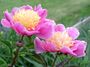 Peony Plants, 'Doreen', thumbnail 1 of 4