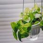 Flo, Self Watering Ceramic And Glass Hanging Planter, thumbnail 8 of 10