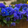Flowers Pansy 'True Blue' Six X Plant Pack, thumbnail 3 of 5