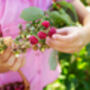Fruit Plant Raspberry 'Polka', thumbnail 4 of 6