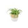 Chlorophytum Spider Plant In 12cm Pot, thumbnail 2 of 8