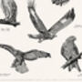 British Birds Of Prey Print, thumbnail 6 of 7