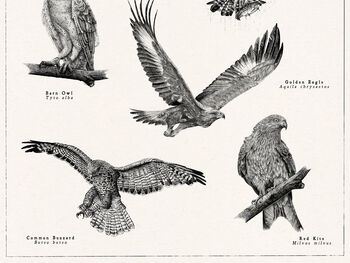 British Birds Of Prey Print, 6 of 7