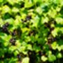 Blackcurrant Plants, 'Ben Sarek', thumbnail 8 of 12