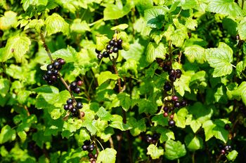 Blackcurrant Plants, 'Ben Sarek', 8 of 12