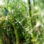 Asparagus Plants 'Pacific Challenger' Two Litre Pot, thumbnail 3 of 4