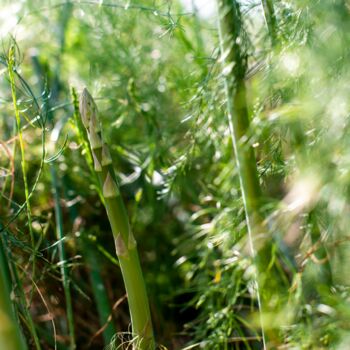 Asparagus Plants 'Pacific Challenger' Two Litre Pot, 3 of 4