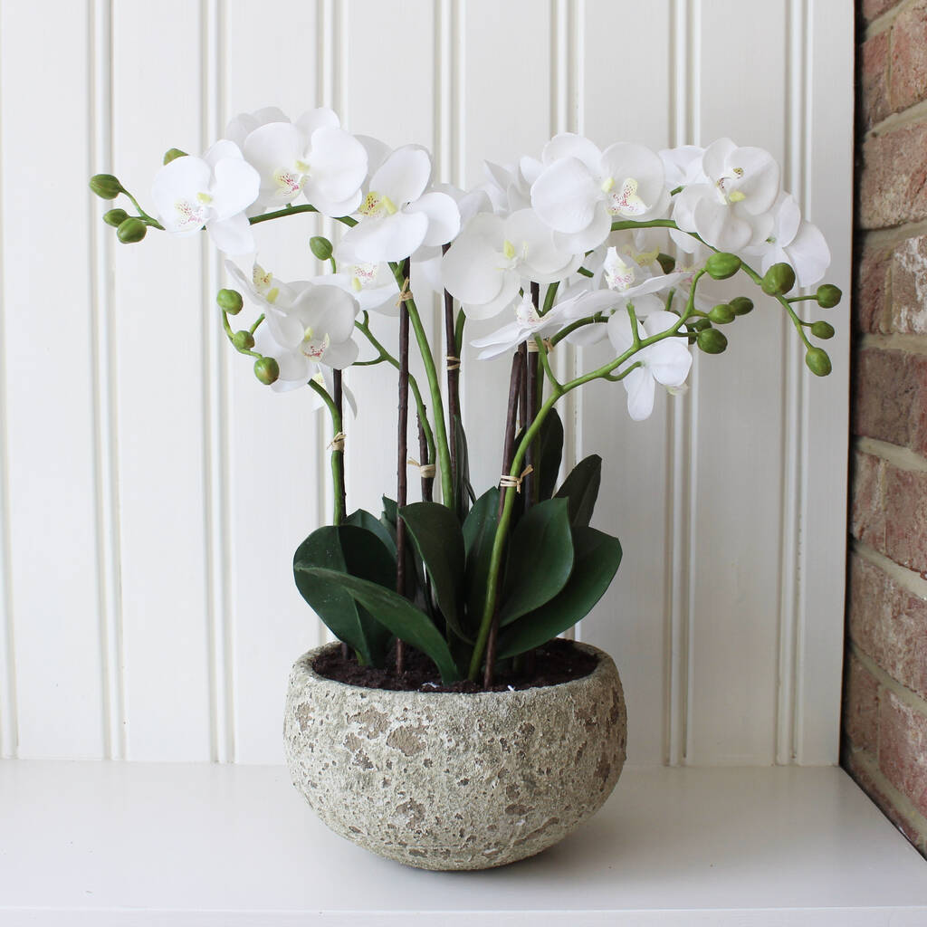 Luxury Artificial Orchid In Moss Covered Pot By Lime Tree London ...