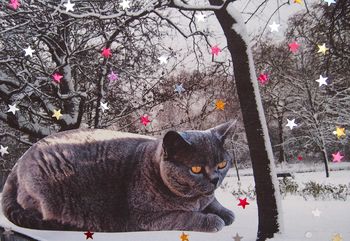 British Blue Shorthair Cat Snow Christmas Card, 5 of 5