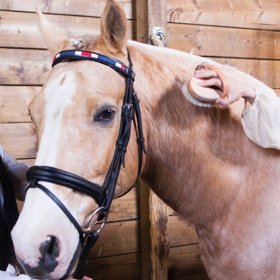 browband for horses by hidalgo equine