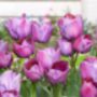 Tulip Blue Heaven 15 Bulbs – Pre Order For Autumn, thumbnail 2 of 3