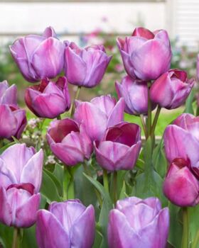 Tulip Blue Heaven 15 Bulbs – Pre Order For Autumn, 2 of 3