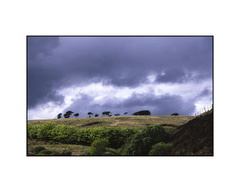 Treeline, Exmoor Photographic Art Print, 3 of 4