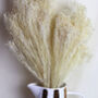 Bleached White Dried Broom Bloom Bunch, thumbnail 2 of 3