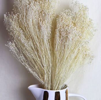 Bleached White Dried Broom Bloom Bunch, 2 of 3