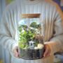 Large Diy Terrarium Kit With Three Plants And Moss Plant Lover Gift, thumbnail 1 of 11
