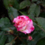 Rose Bella Diana, Personalised Gift Rose, thumbnail 1 of 2
