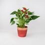 Anthurium Flamingo In Red And Gold Pot – Gift Plant, thumbnail 3 of 3