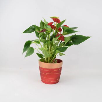 Anthurium Flamingo In Red And Gold Pot – Gift Plant, 3 of 3