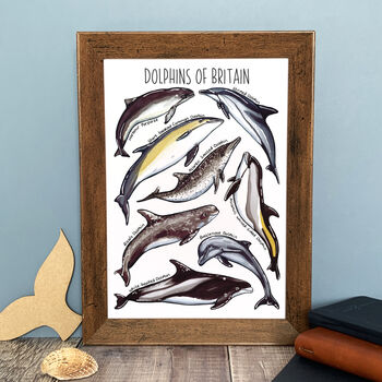 Dolphins Of Britain Watercolour Postcard, 10 of 12
