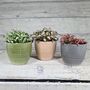 Fittonia Houseplant Gift Pot And Plant Bundle, thumbnail 1 of 5