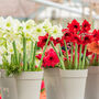 Amaryllis Bulb Pack 'Red' + 'White' Four X Bulbs, thumbnail 1 of 8