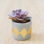 Gold Dip Cement Plant Pot With A Succulent Or Cactus, thumbnail 1 of 2