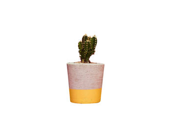Concrete Pot Small With Cactus/ Succulent In Yellow, 4 of 5