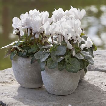 Winter Plants Cyclamen White Six Plants In 10.5cm Pots, 5 of 5