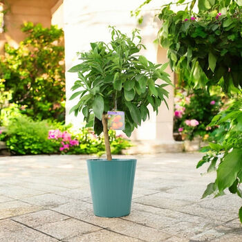 Citrus Orange Tree – 5 L Pot Indoor Fruit Plant, 7 of 7