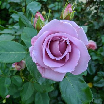 Climbing Rose Blue Moon One Plant Bare Rooted, 3 of 5