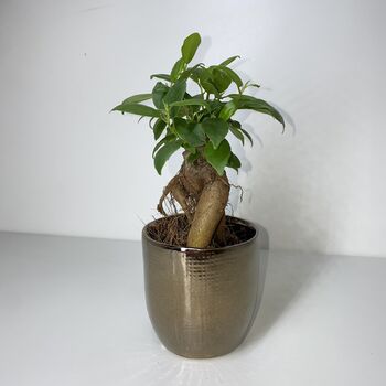 Ficus Ginseng Microcarpa Houseplant Bonsai Good Luck, 2 of 9