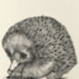 E Is For Echidna Illustration Print, thumbnail 4 of 6