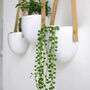 Pack Of Three White Flower Plant Wall Hanging Pot, thumbnail 1 of 4