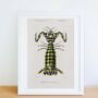 Giant Mantis Shrimp Print, Seafood Art Poster, thumbnail 2 of 8