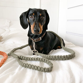 Make Your Own Macrame Dog Lead Craft Kit, 8 of 11