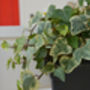 Variegated English Ivy Two X 1 L Pots, thumbnail 5 of 6