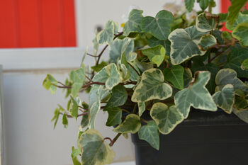 Variegated English Ivy Two X 1 L Pots, 5 of 6