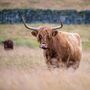 Wensleydale Smallholder Farming Experience For Two, thumbnail 1 of 4