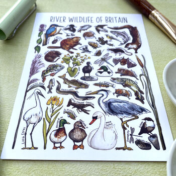 River Wildlife Of Britain Watercolour Postcard, 10 of 10