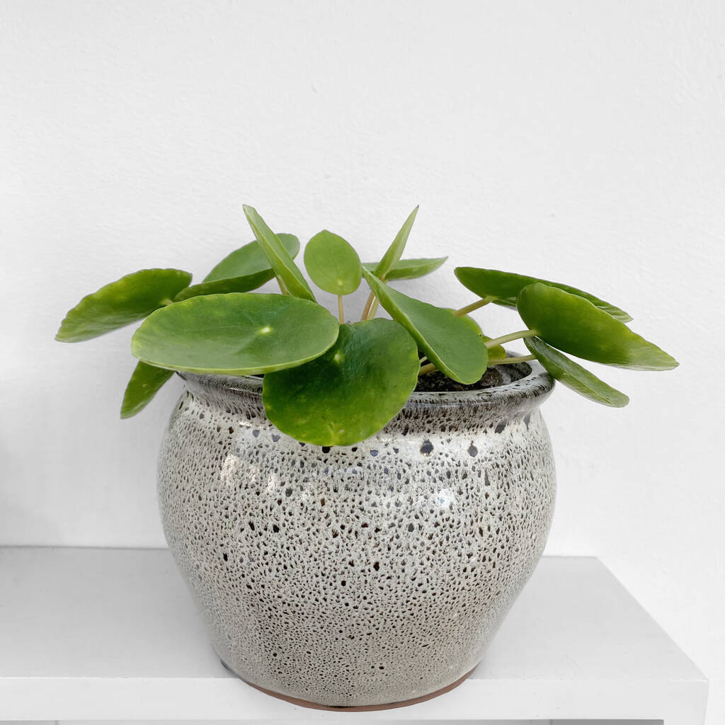 Chinese Money Plant In 9cm Decorative Pot By Clouds Hill Succulents |  